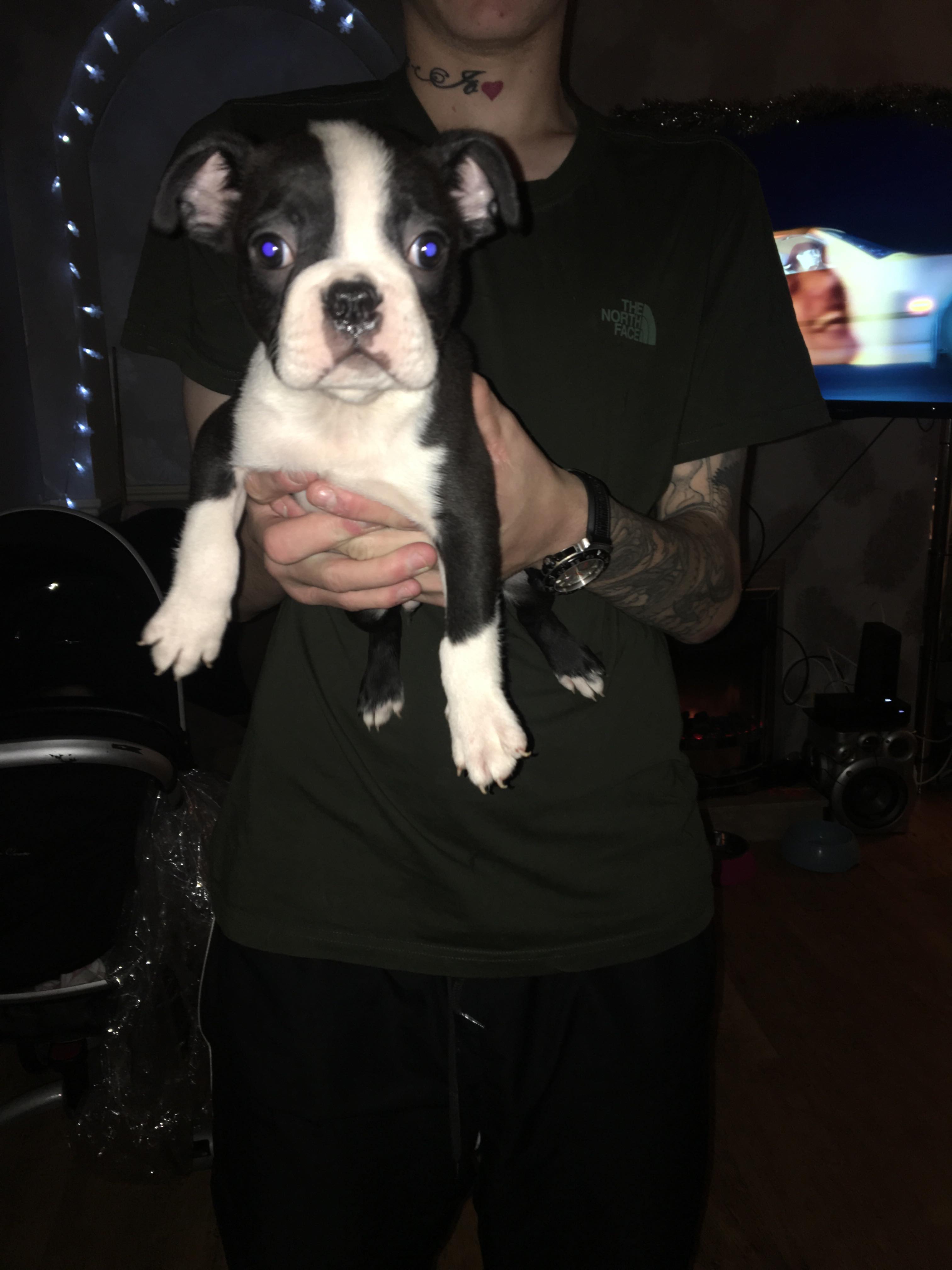 4 BOSTON TERRIER PUPPIES FOR SALE!! Boston Terrier for