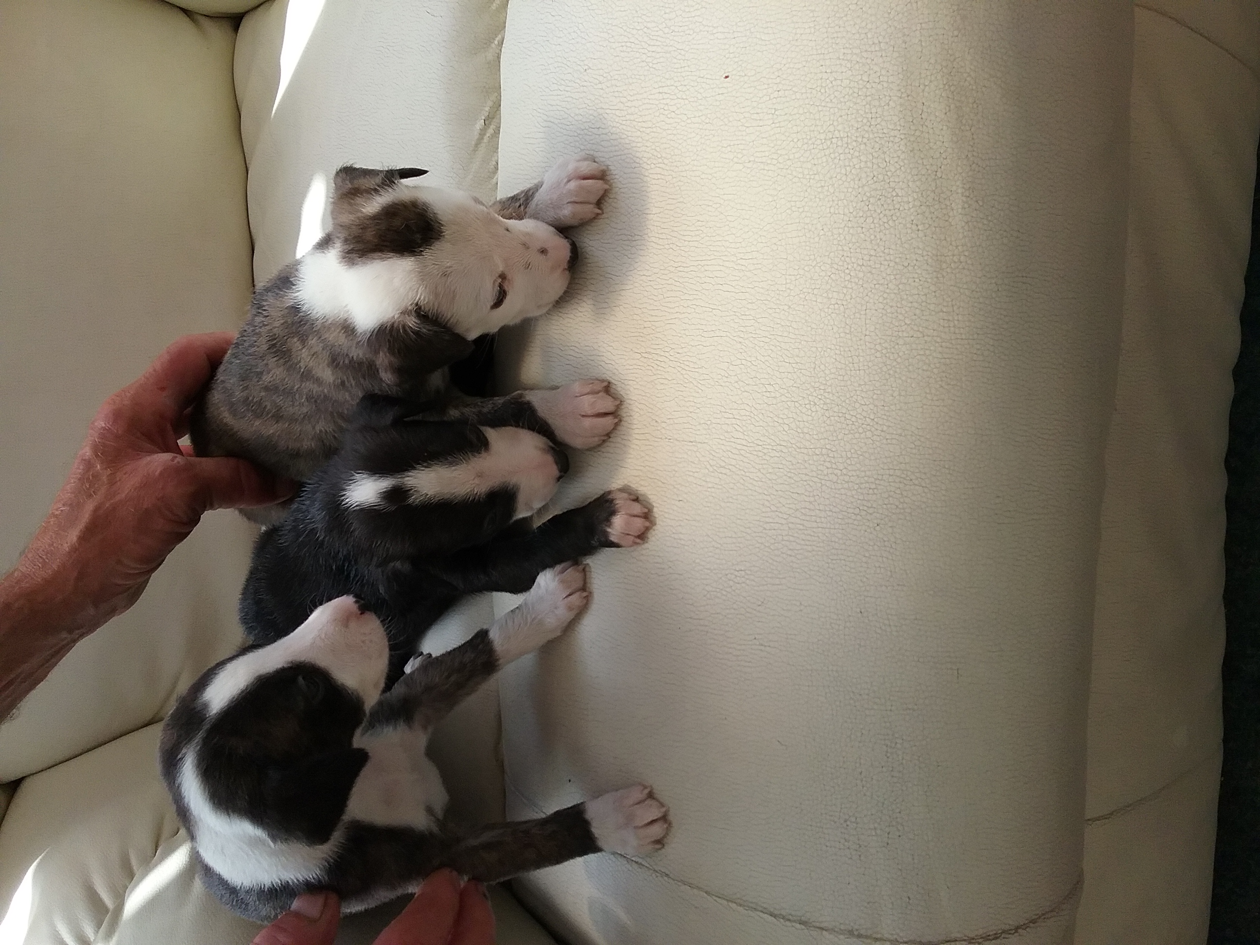 Whippets for sale Whippet for Sale Near Me in Notts Mypetzilla UK