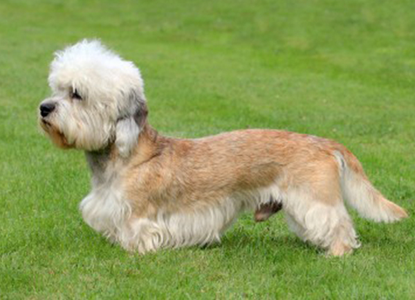 Dandie Dinmont Terrier | Dog Breeds Facts, Advice & Pictures ...