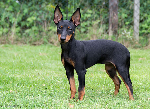English Toy Terrier | Dog Breeds Facts, Advice & Pictures | Mypetzilla UK