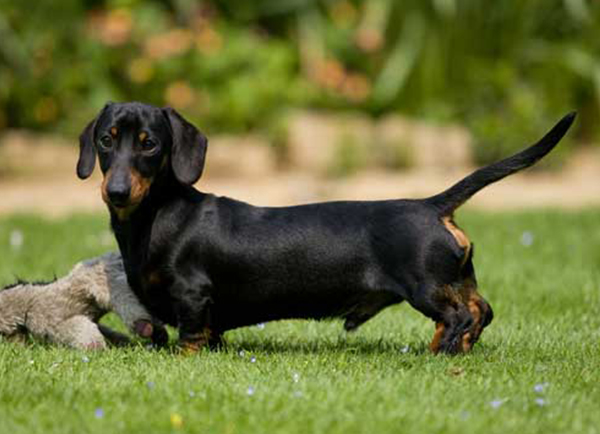 Dachshund | Dog Breeds Facts, Advice & Pictures | Mypetzilla UK