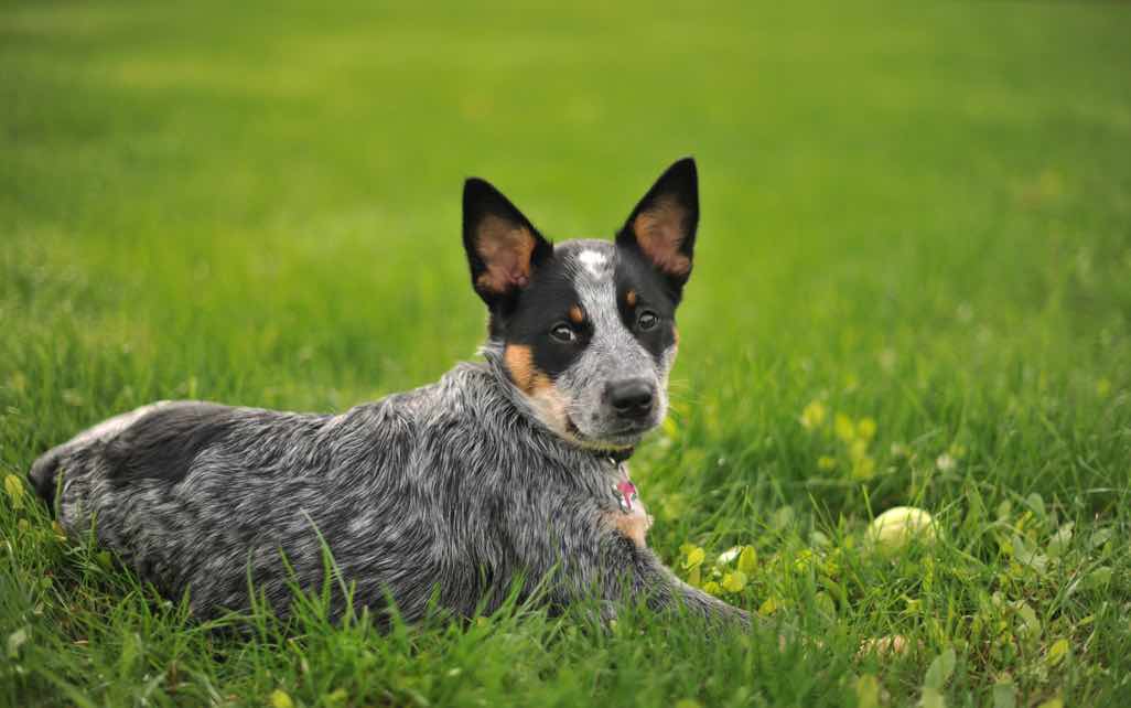 Different Types Of Australian Cattle Dogs - Photos All Recommendation