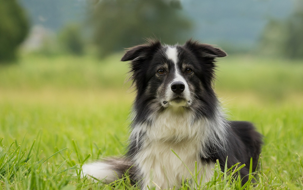 Border Collie | Dog Breed Facts & Advice | Mypetzilla UK