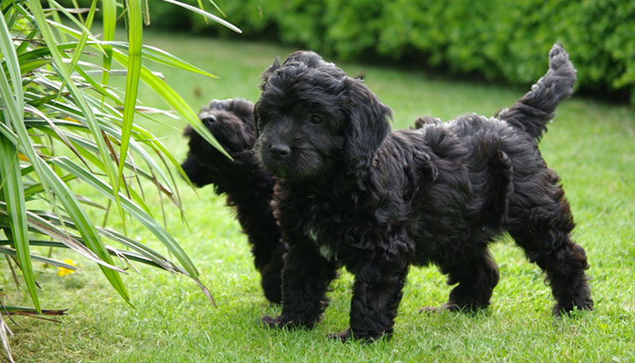 Cockapoo Puppies Playing