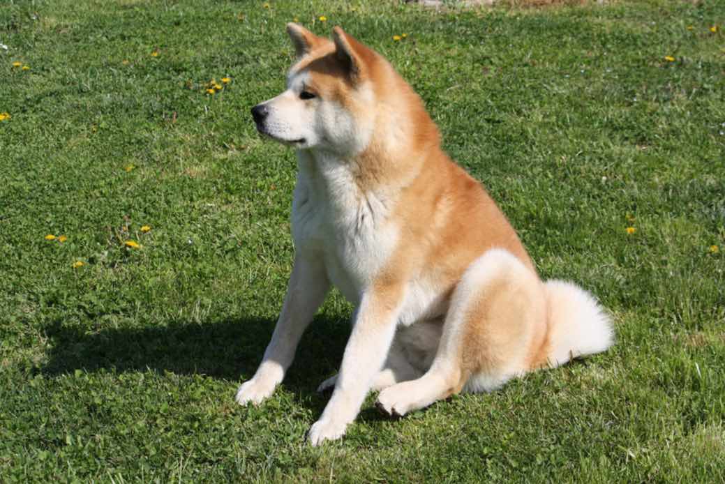 Japanese Akita Inu Dog Breeds Facts, Advice & Pictures