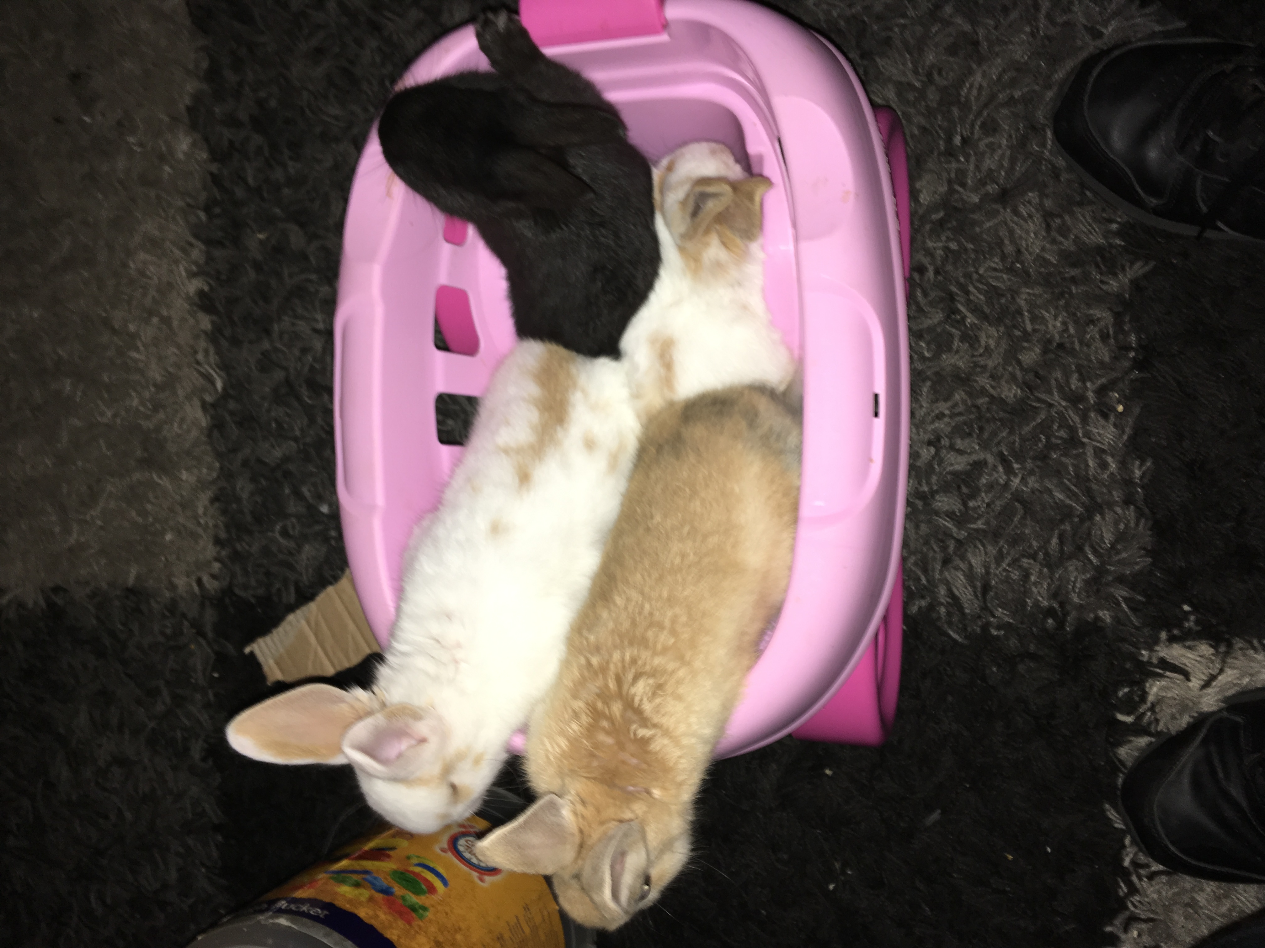 Baby rabbit English Lop for Sale Near Me in Sunderland Mypetzilla UK