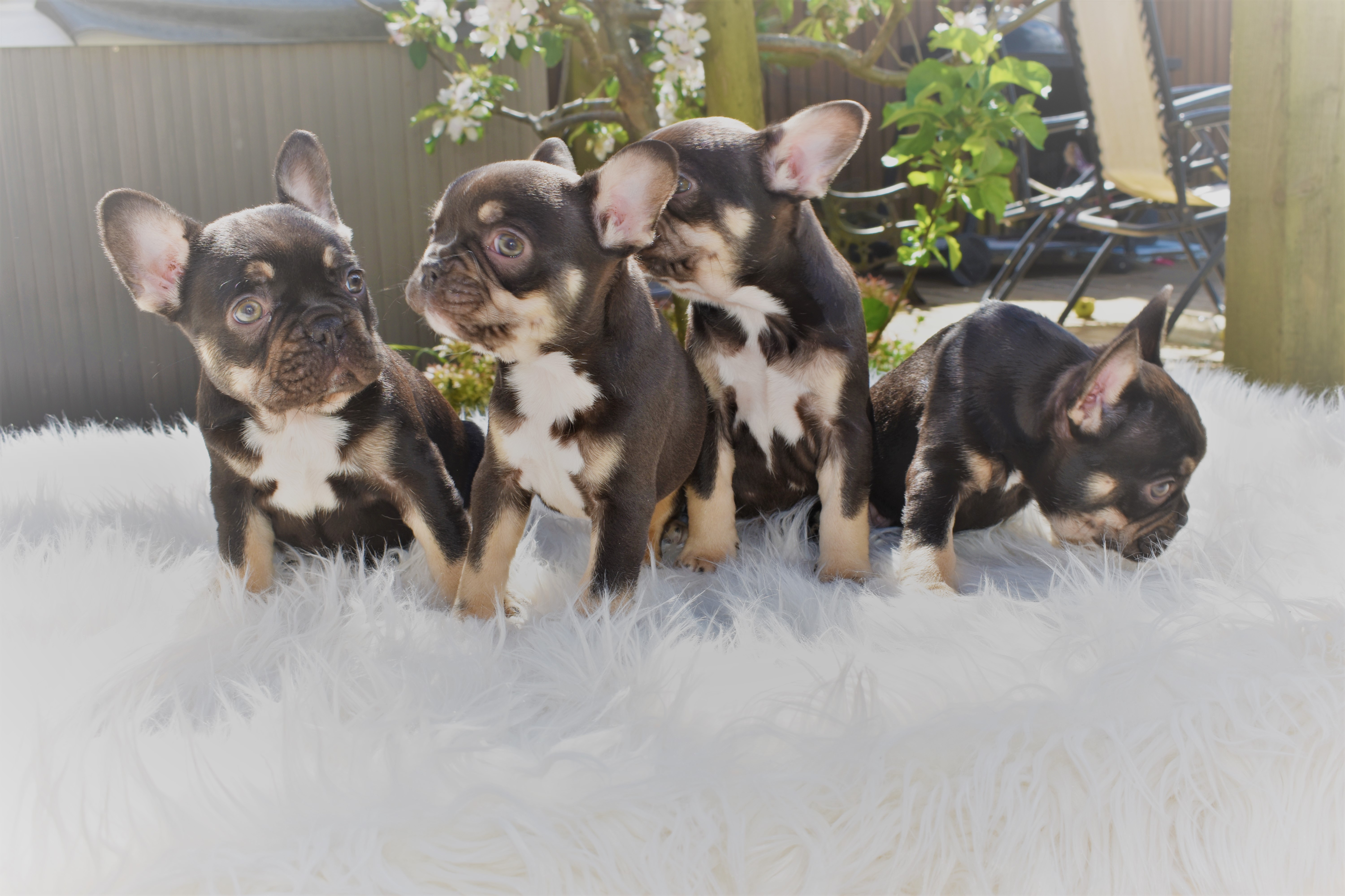 CHOCOLATE AND TAN FRENCH BULLDOG PUPPIES READY NOW