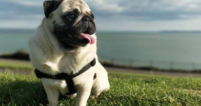 Pug Heat Exhaustion Pug Heat Exhaustion