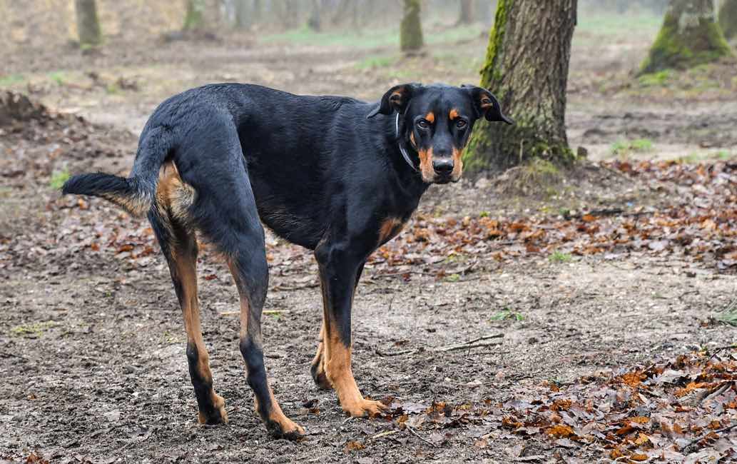 Beauceron | Dog Breeds Facts, Advice & Pictures ...