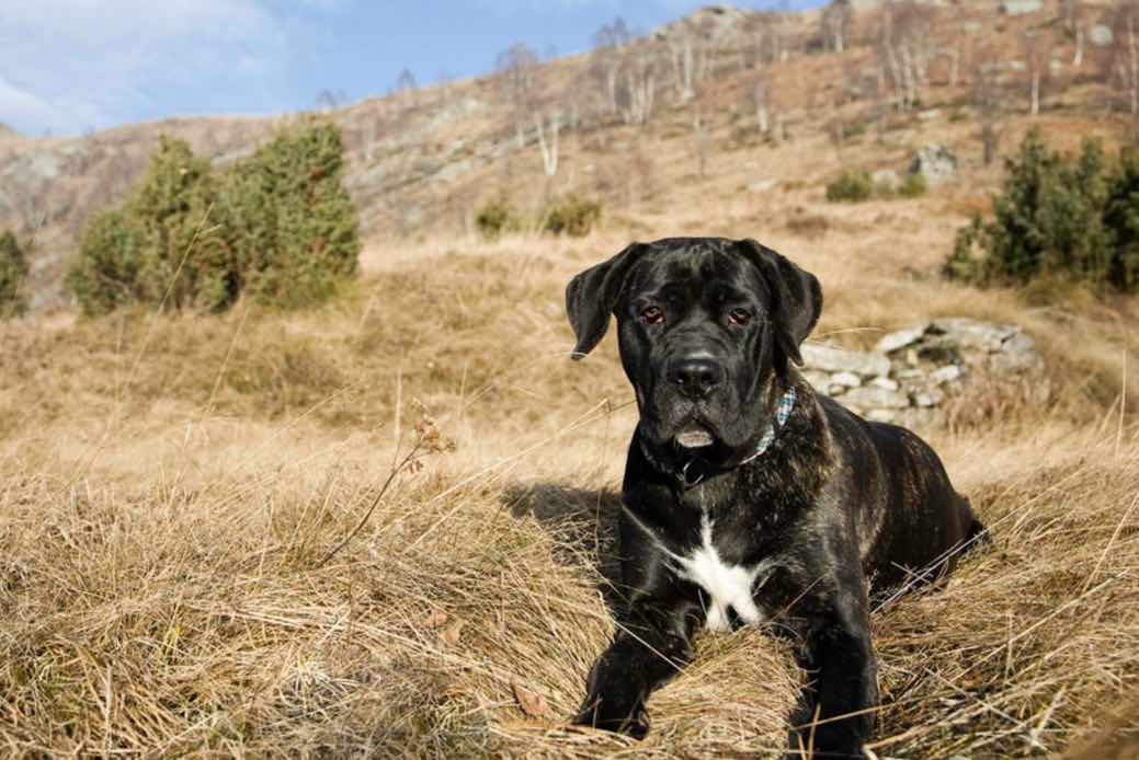 Cane Corso Dog Breeds Facts, Advice & Pictures