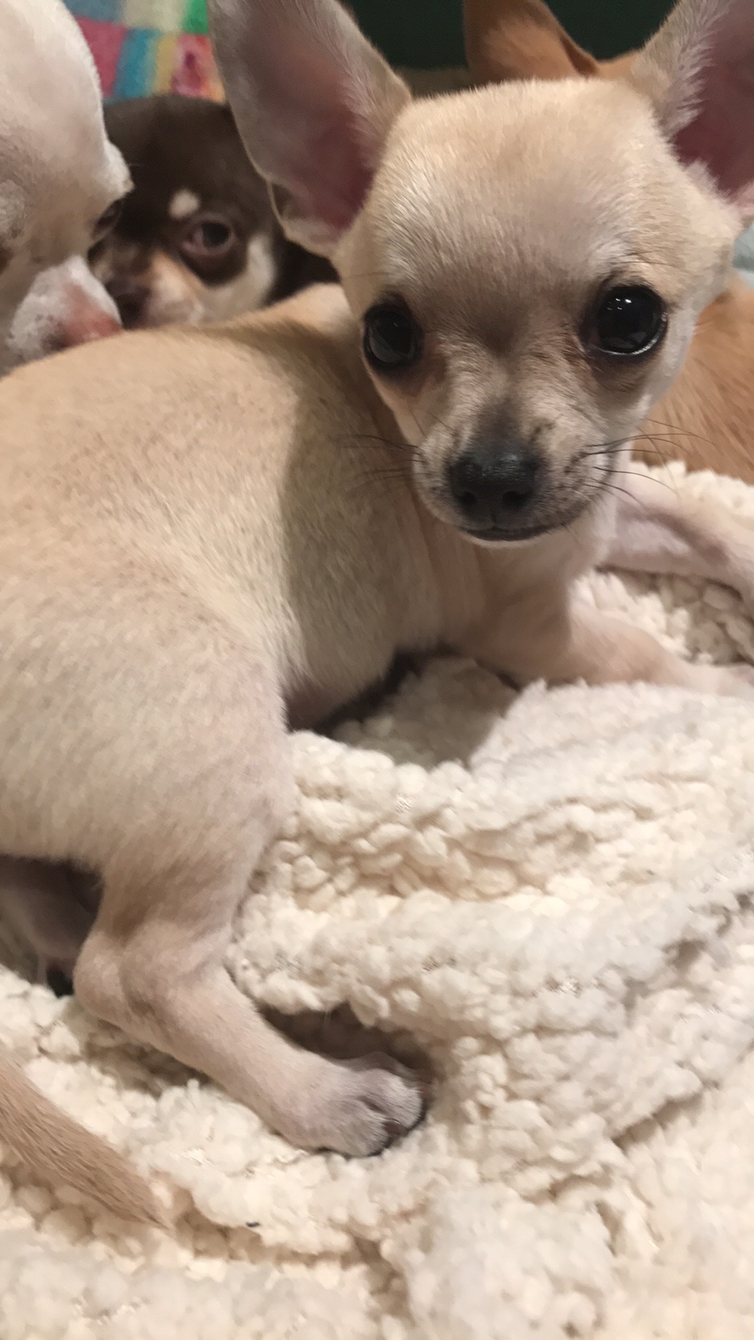 Chihuahua Puppies for Sale (1 Boy and 1 Girl) Chihuahua