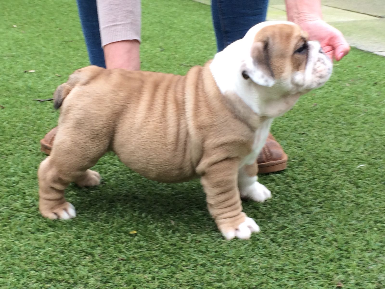 ENGLISH BULLDOGS PUPPIES READY NOW English Bulldog for Sale Near Me in