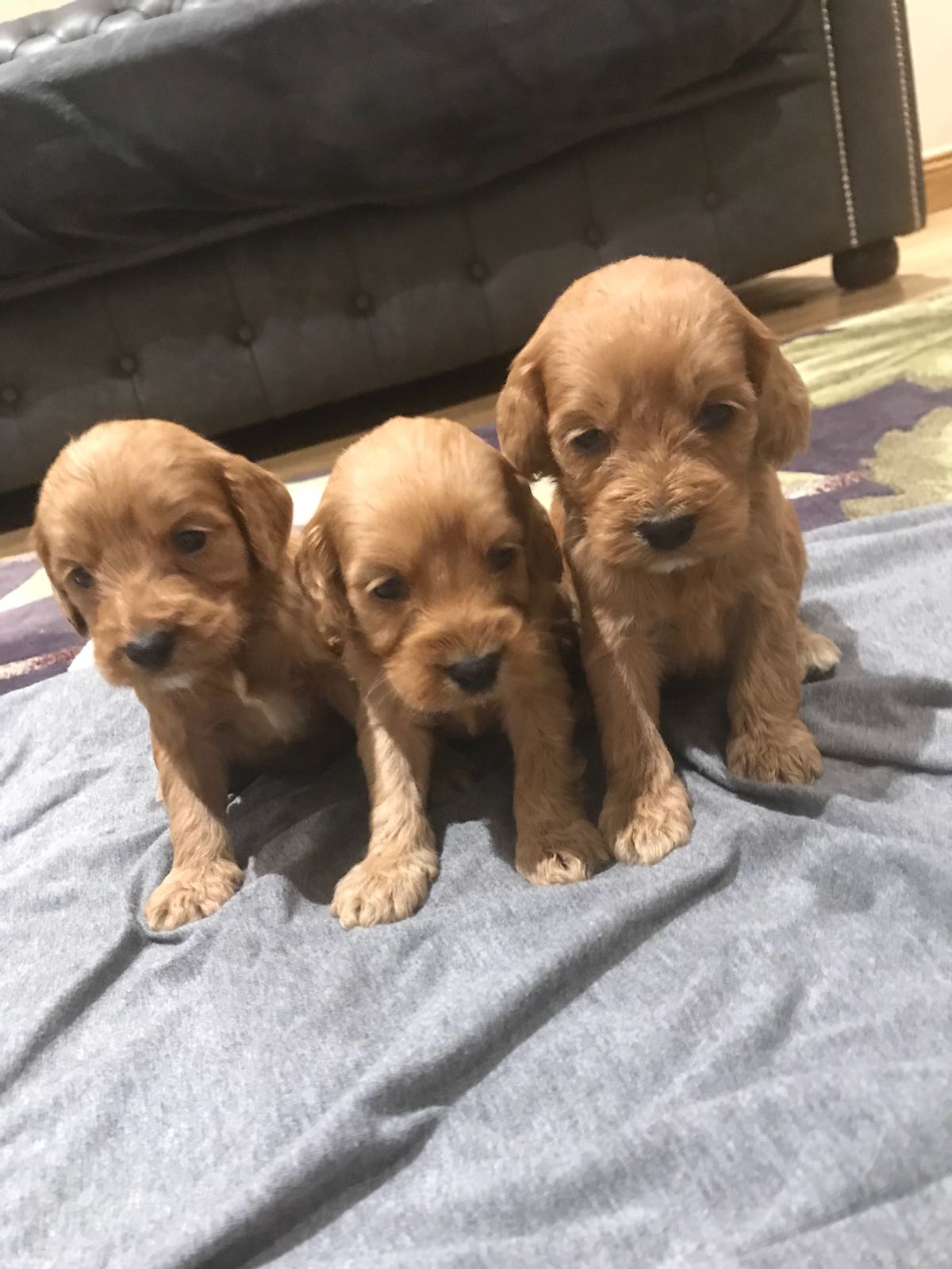 F1 cockapoo puppies fox red Cockapoo for Sale Near Me in Gretna