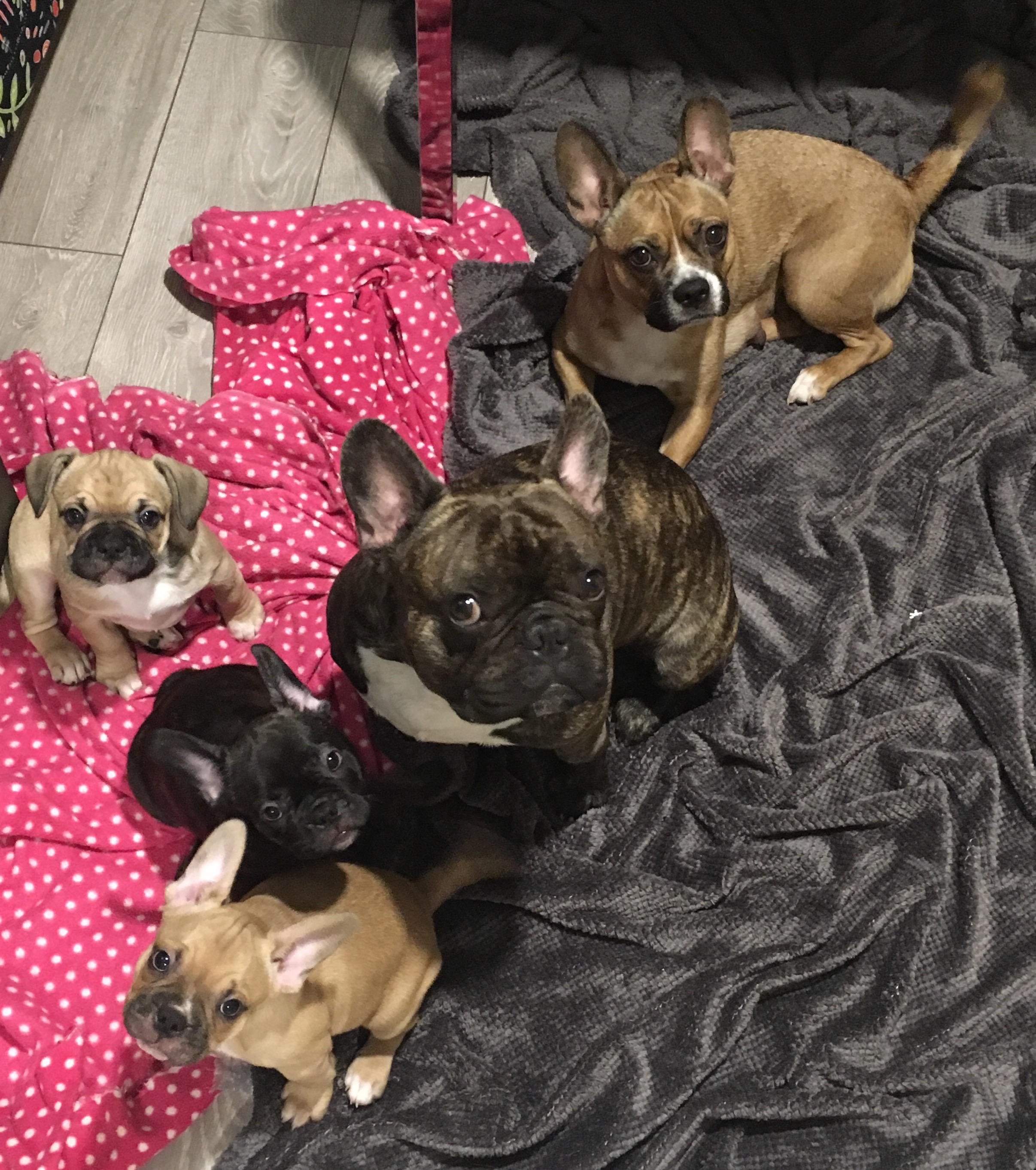 french bulldog x boston terrier puppies Mixed Breed for