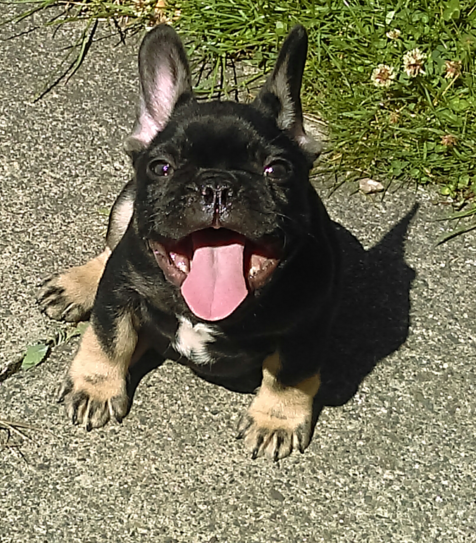 Black and Tan Kc Male Pup Frenchie French Bulldog for
