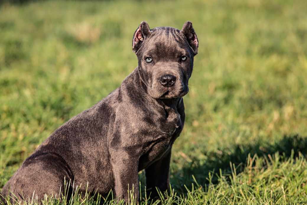 Cane Corso Dog Breeds Facts, Advice & Pictures