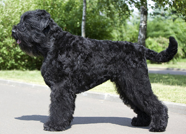 Russian Black Terrier | Dog Breed Facts & Advice ...