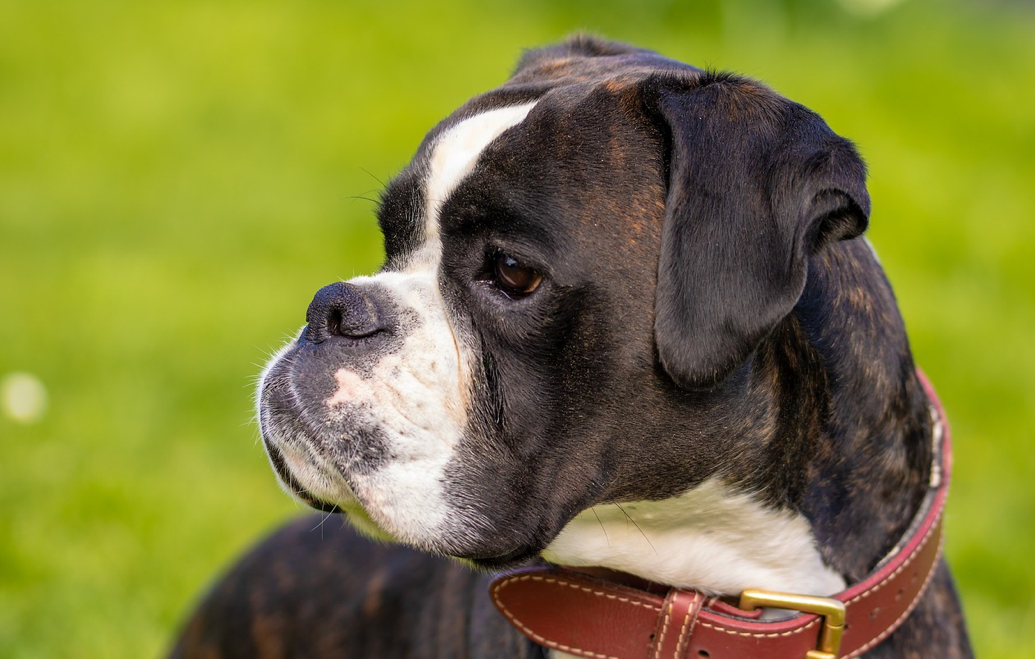 Boxer Dog Breeds Facts, Advice & Pictures Mypetzilla UK