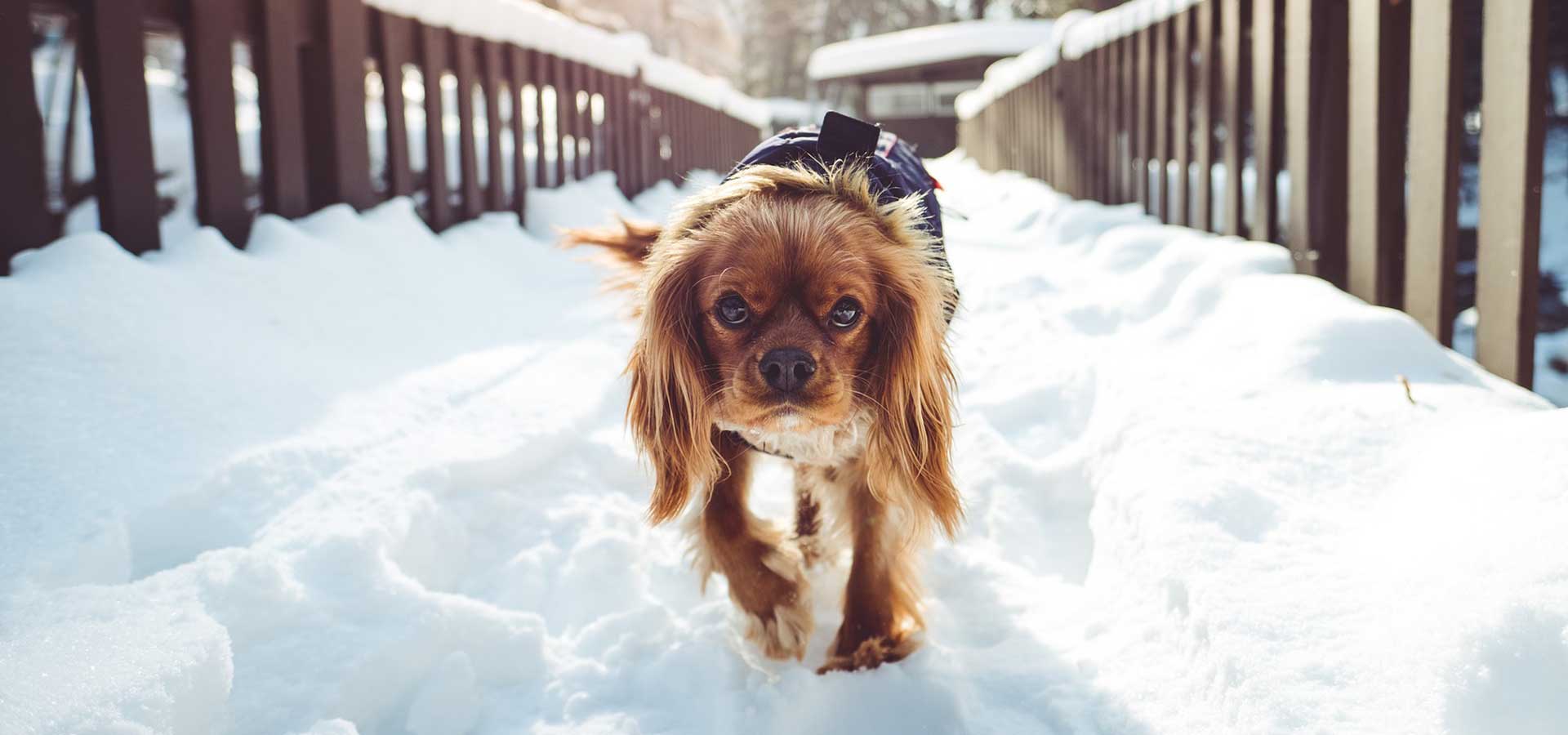 Dog During Winter
