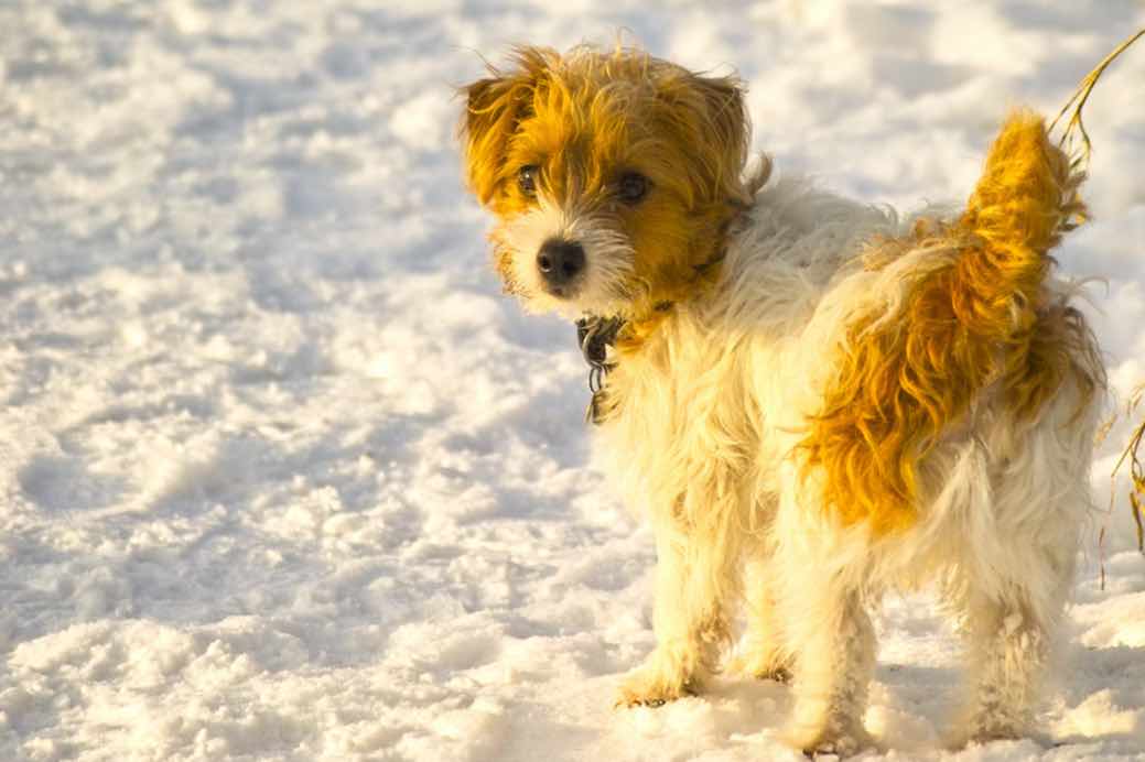 Sporting Lucas Terrier Dog Breeds Facts Advice Pictures Mypetzilla Uk