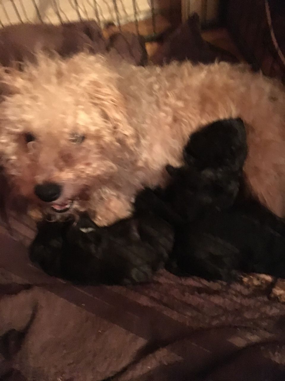 Bedlington Terriers Cross Puppies For Sale Bedlington Terrier for