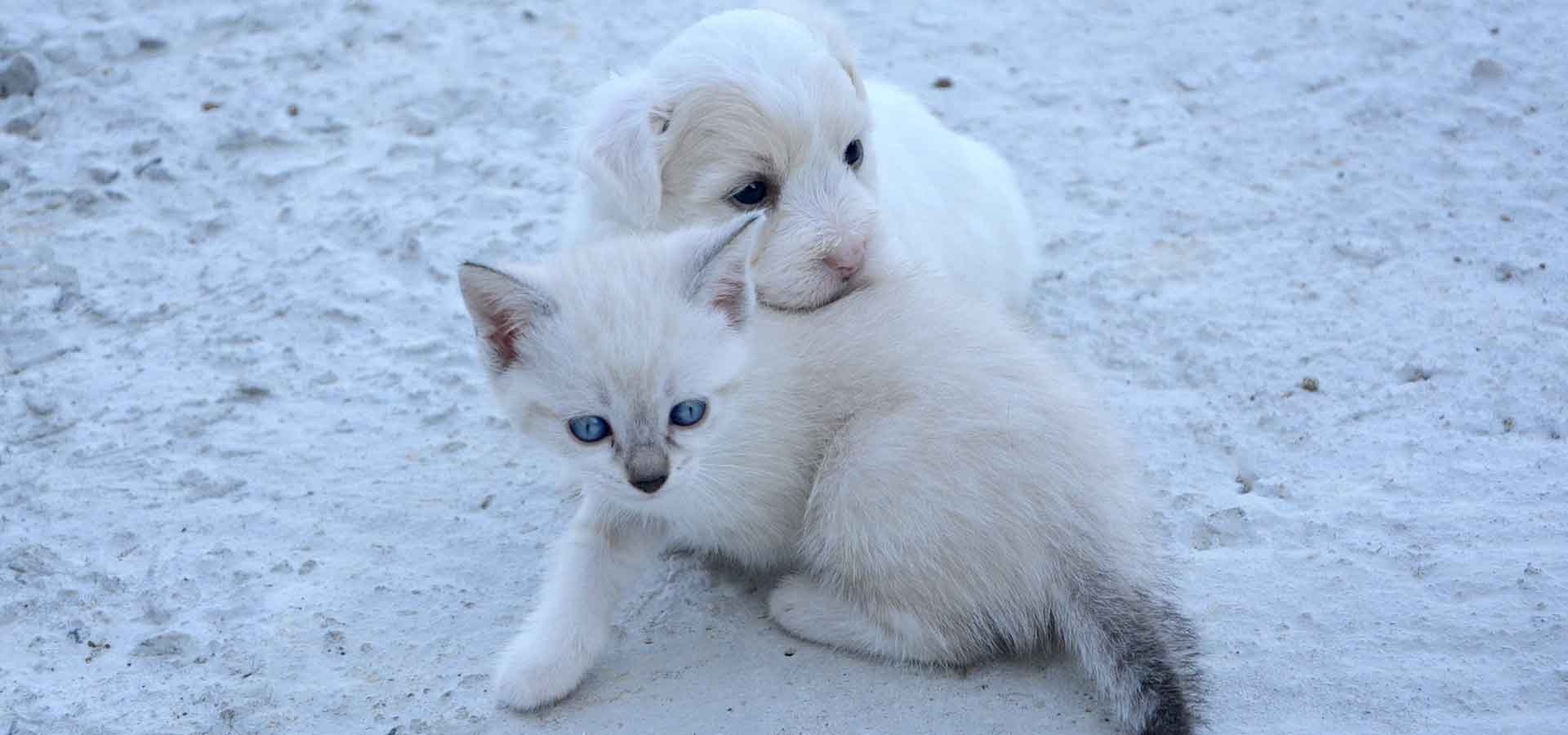 Puppy and Kitten Names