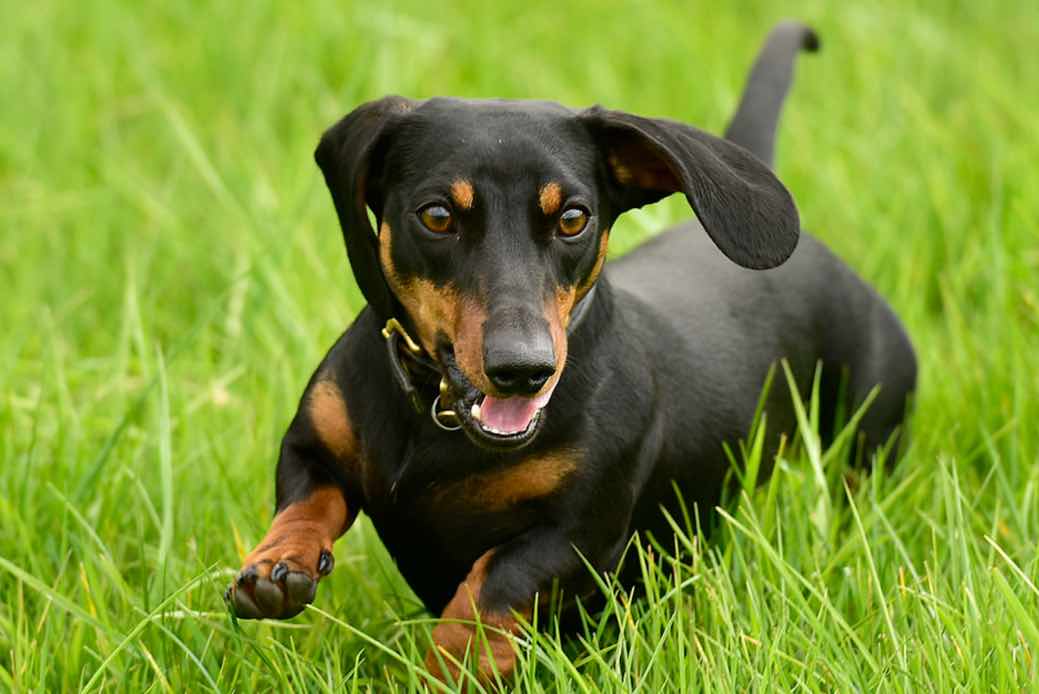 Miniature Dachshund Dog Breeds Facts, Advice & Pictures
