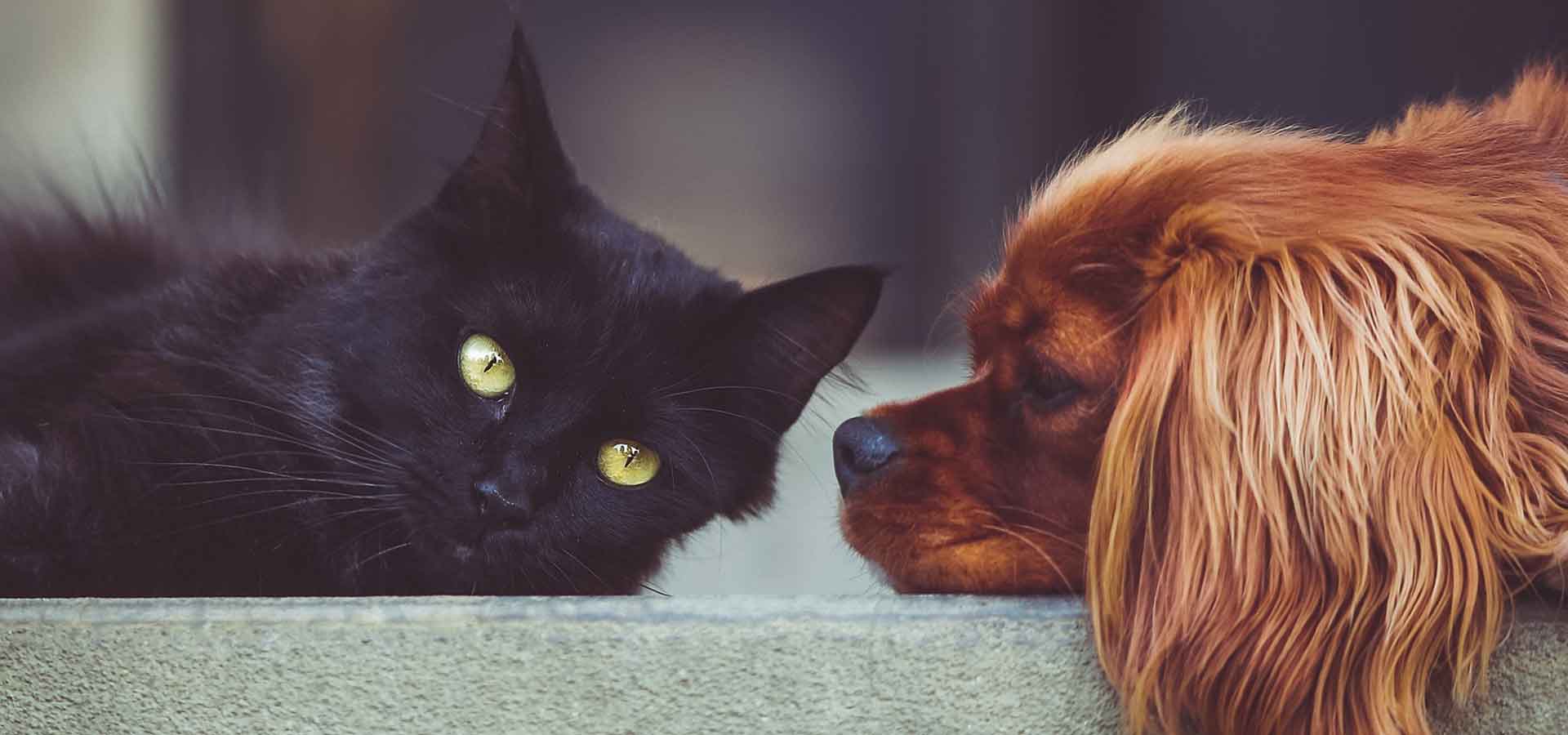 Cat and DOg