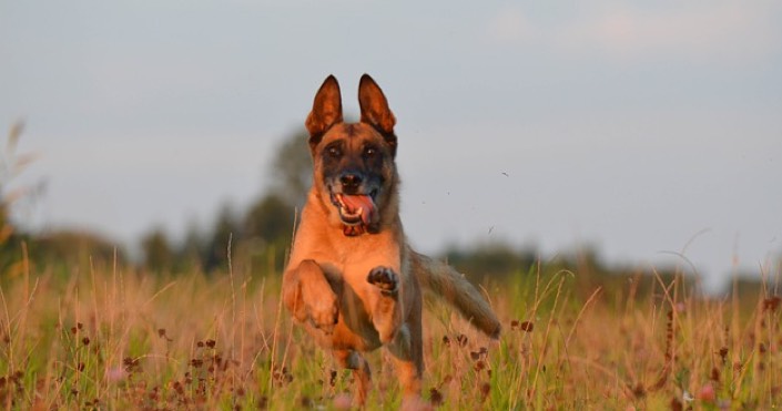 senior malinois dog playing in park