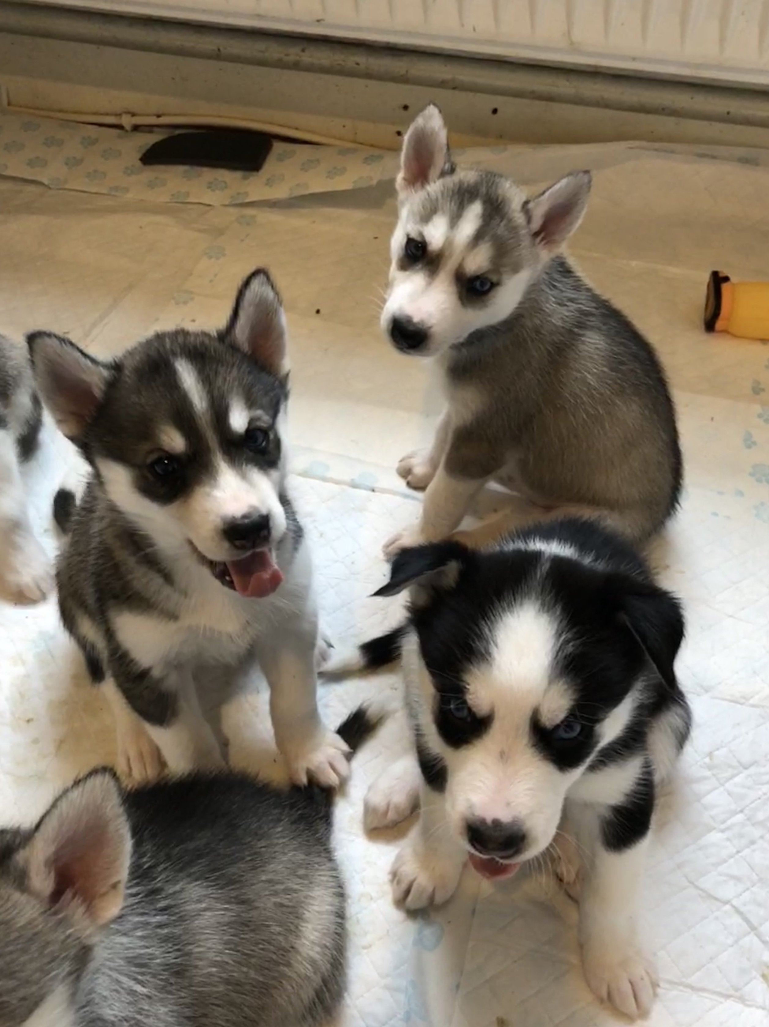 PLANNED LITTER OF HUSKY PUPPIES Siberian Husky for Stud Near Me in