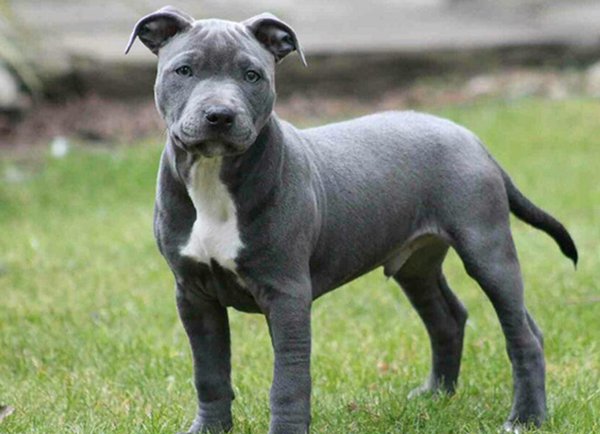 Staffordshire Bull Terrier Dog Breeds Facts Advice Pictures Mypetzilla Uk
