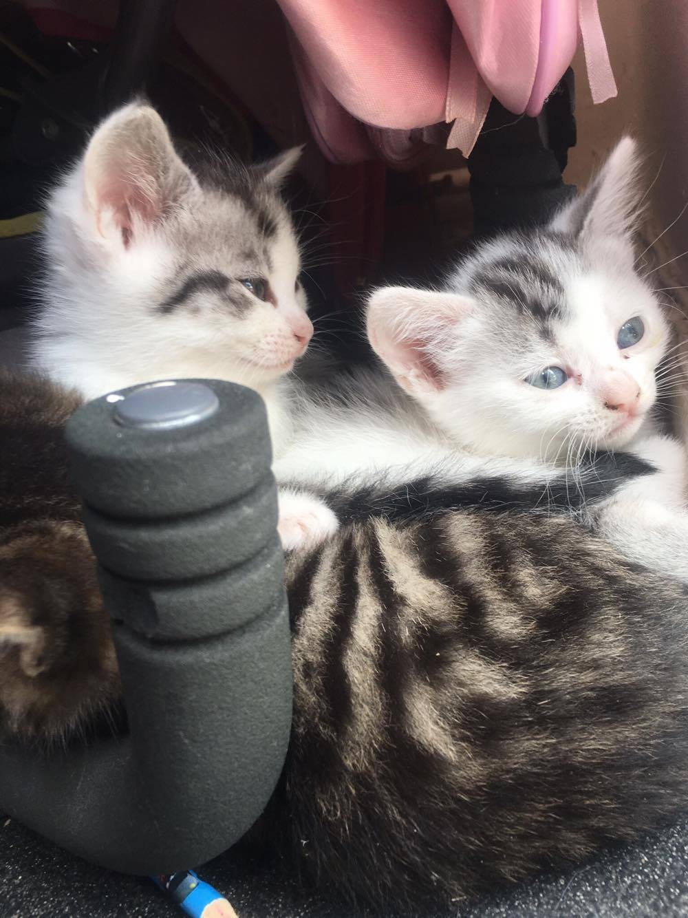 4 Beautiful kittens needing forever homes TODAY Mixed Breed for Sale Near Me in middlesex