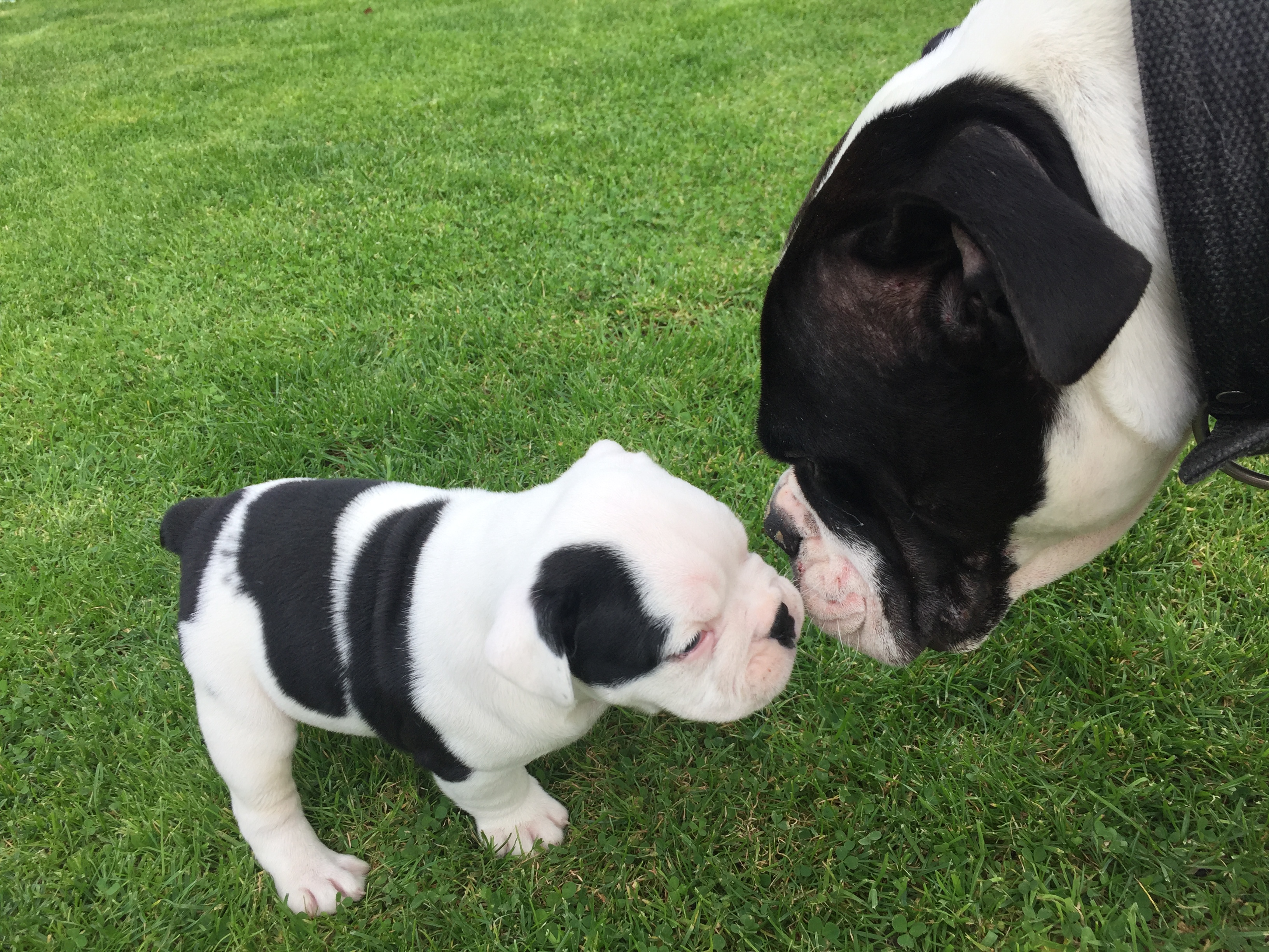 Old tyme bulldogs Old Tyme Bulldog for Sale Near Me in Stirling
