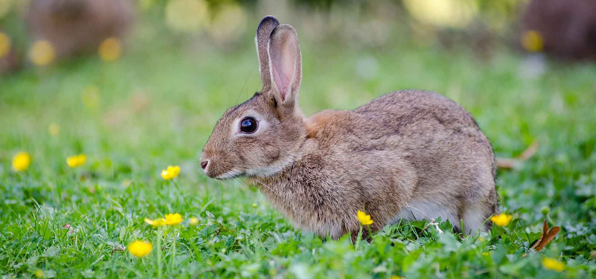 Rabbits Health