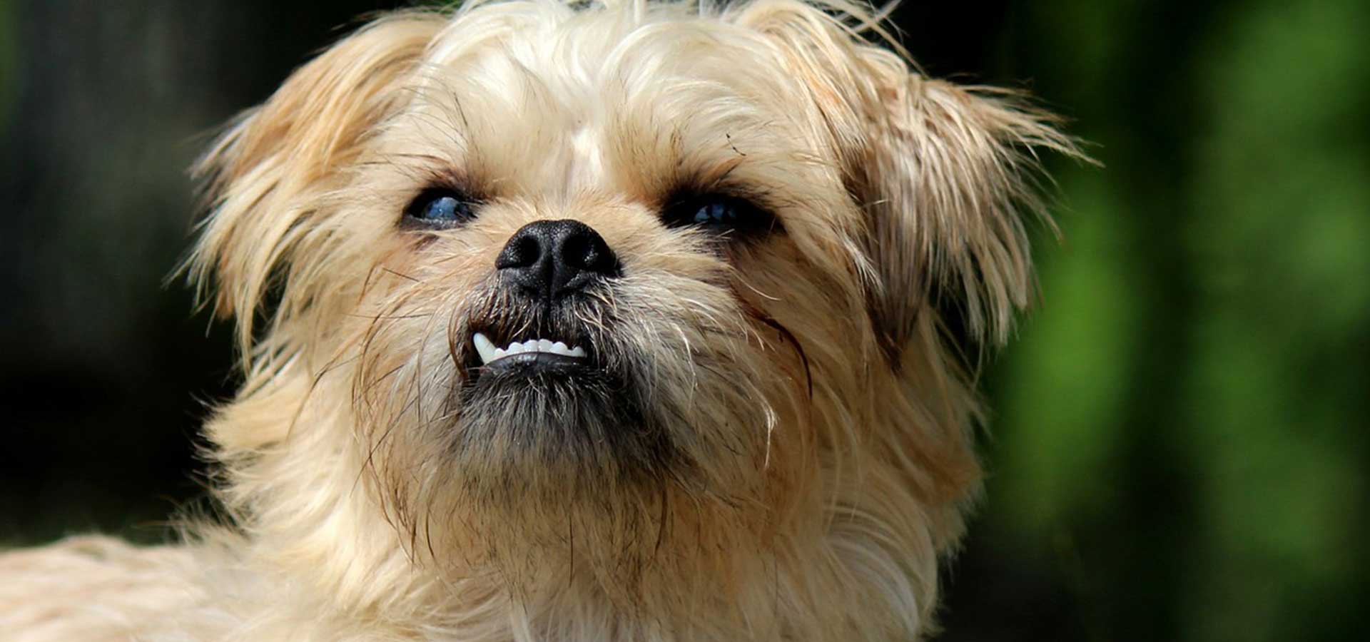 Dog's Teeth