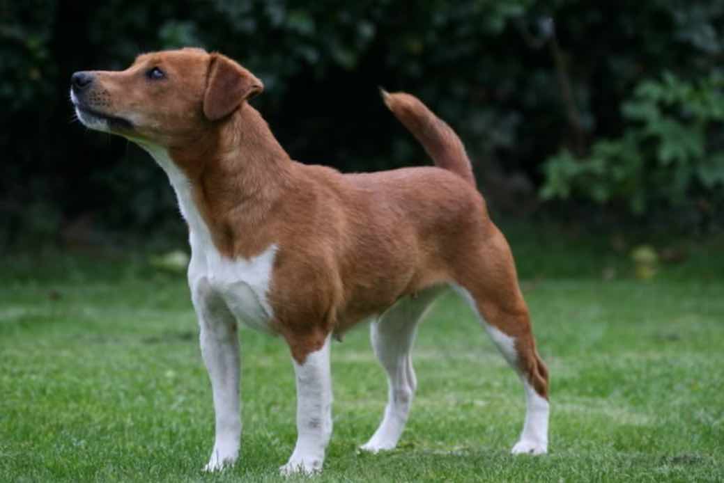 Plummer Terrier Dog Breeds Facts Advice Pictures Mypetzilla Uk