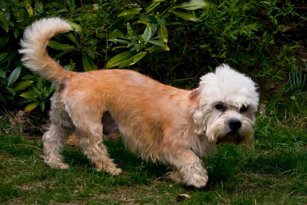 Dandie Dinmont Terrier | Dog Breeds Facts, Advice ...
