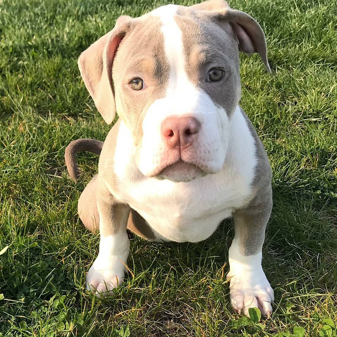 75+ Xl American Bulldog For Sale Image - Bleumoonproductions