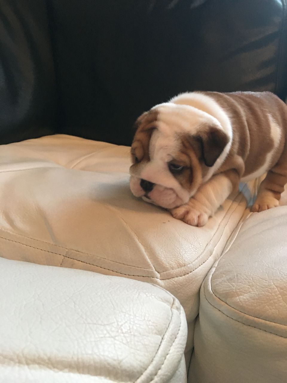 Quality Kc Reg Bulldog Puppies. Top Bloodline English Bulldog for Sale