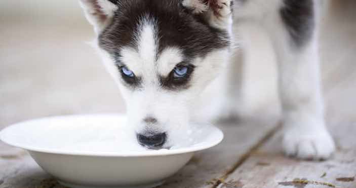 Dog Drinking Water From Bowl