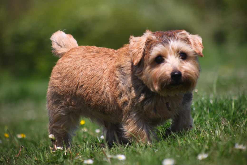 Norfolk Terrier | Dog Breeds Facts, Advice & Pictures | Mypetzilla UK