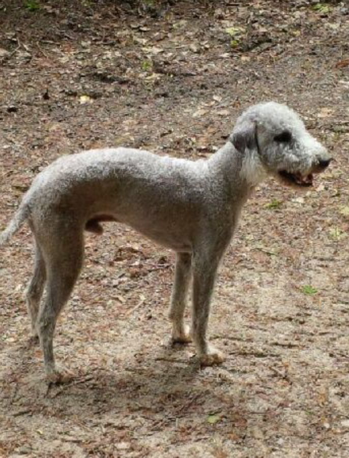 Bedlington Terriers Cross Puppies For Sale Bedlington Terrier for