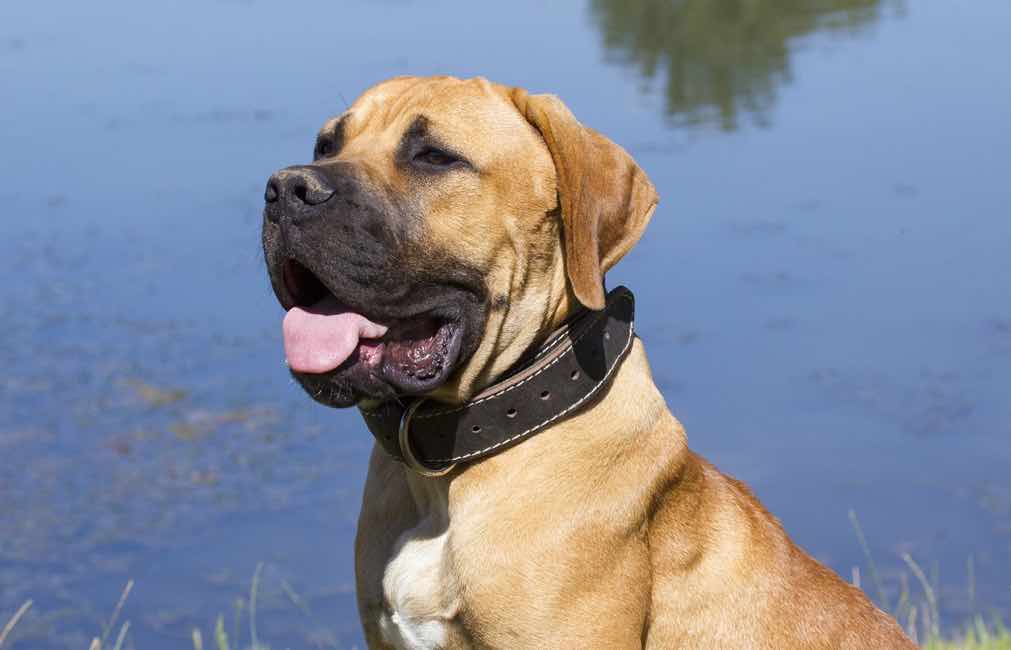 Boerboel | Dog Breeds Facts, Advice & Pictures | Mypetzilla UK