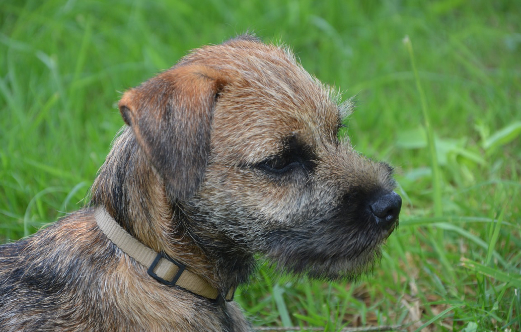 Border Terrier | Dog Breeds Facts, Advice & Pictures | Mypetzilla UK