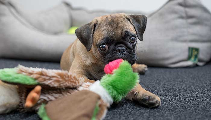 Pug playing with toys