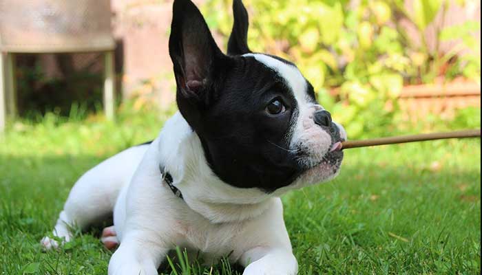 Dog Playing With Stick