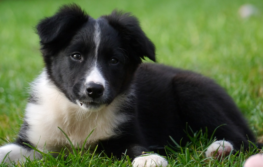 Border Collie Dog Breeds Facts, Advice & Pictures