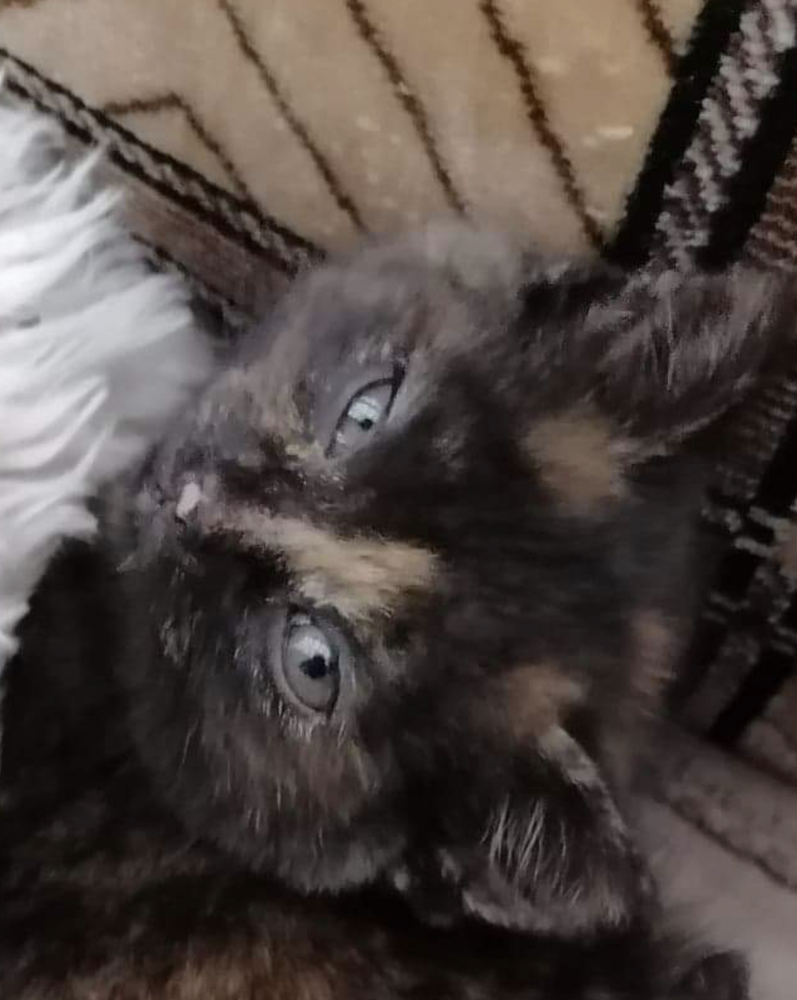 Kittens for sale Mixed Breed for Sale Near Me in Uk Mypetzilla UK