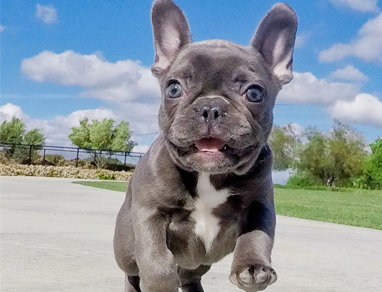 Pedigree French Bulldog puppies for sale| French Bulldog for Sale Near ...