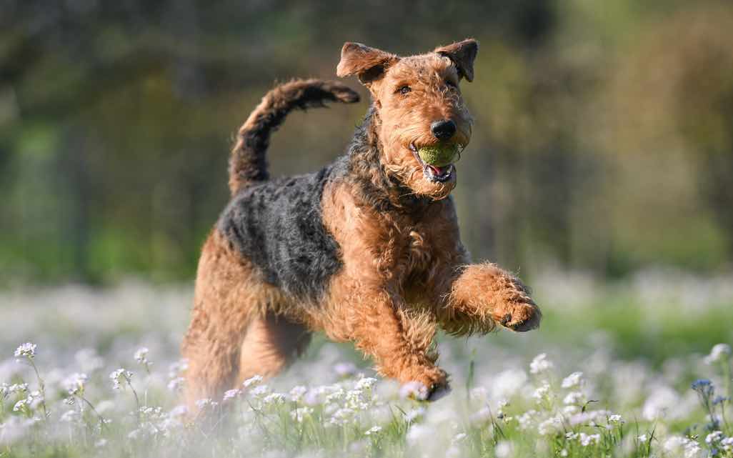 The Airedale Terrier Dog An All-Around Canine Companion